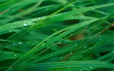 Green Chemistry and Carbon Sequestration