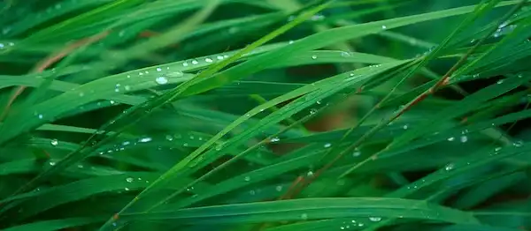 Green Chemistry and Carbon Sequestration