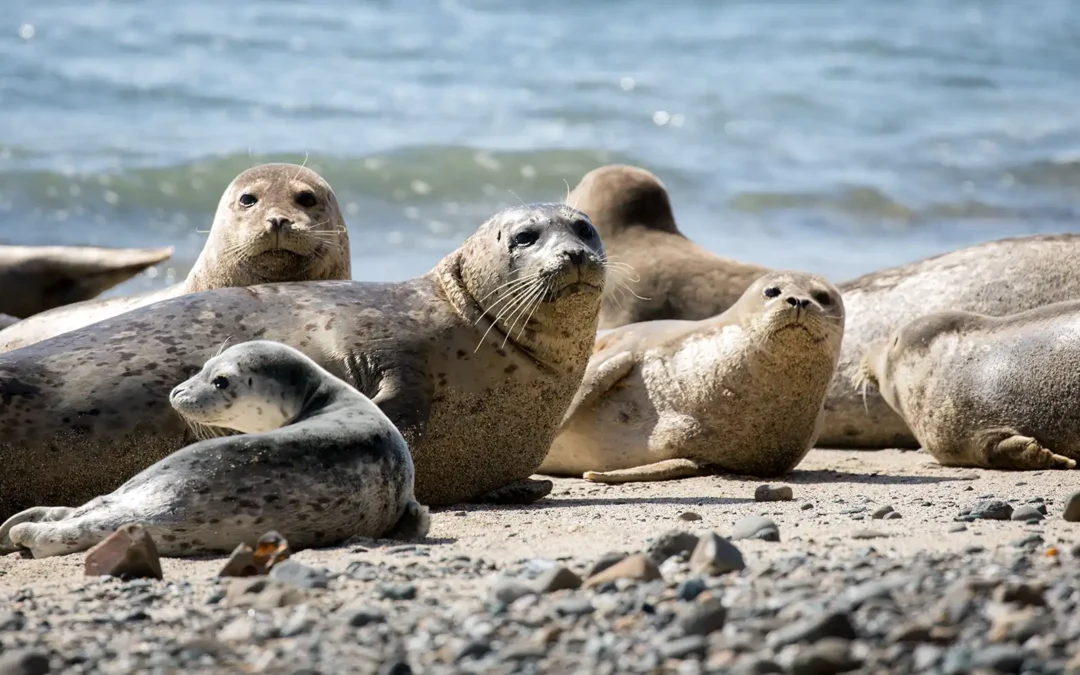 Bay Area Climate Restoration Solutions: Perennial Industrial Feedstocks