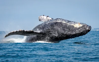 Better for the Bay: 2003 Flame Retardant Chemical Phase Out Pays off For Wildlife